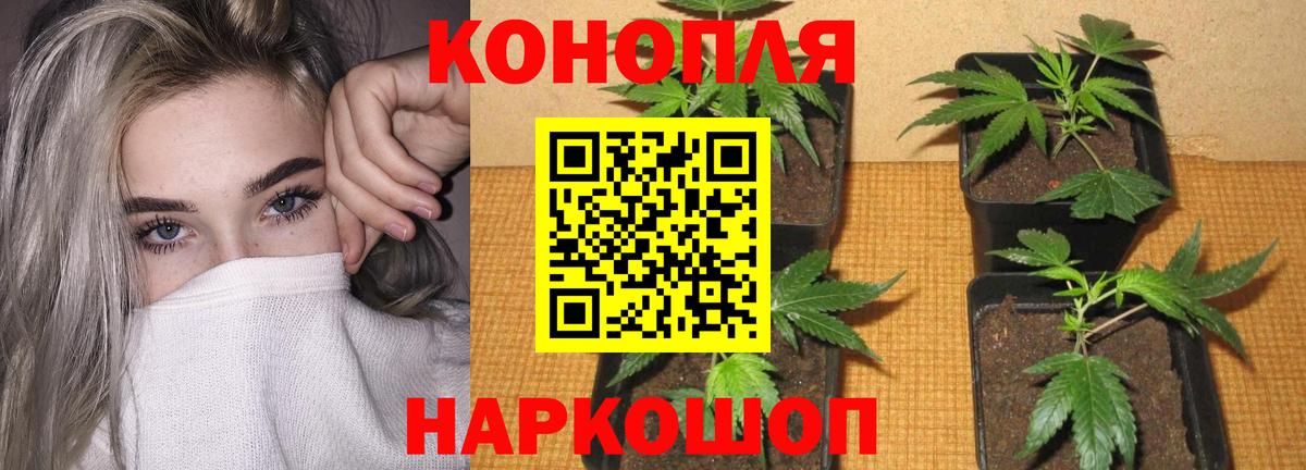 Конопля White Widow  Конопля план  Конопля план  Батайск  Вход с VPN 